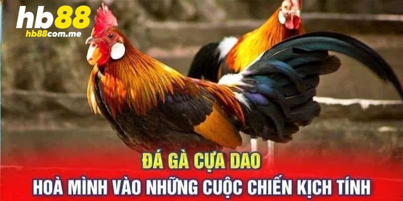 Đá gà cựa dao kịch tính