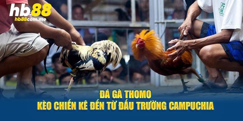 Giới thiệu tổng quan về đá gà Thomo HB88